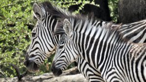 Zebras im Mosi-oa-Tunya Nationalpark, Livingstone, Sambia