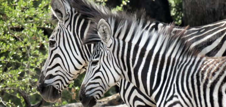 Zebras im Mosi-oa-Tunya Nationalpark, Livingstone, Sambia