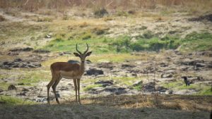 Impala im Mosi-oa-Tunya Nationalpark, Sambia