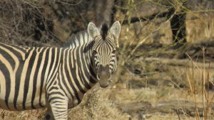 Zebra im Gaborone Game Reserve (Botsuana)